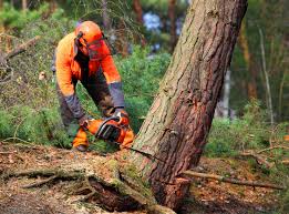 Best Tree Mulching  in Soquel, CA