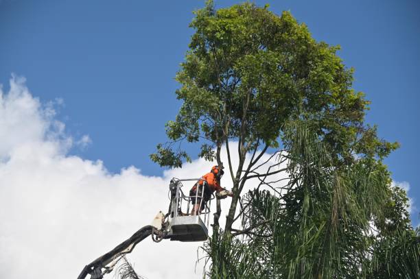 Best Stump Grinding and Removal  in Soquel, CA