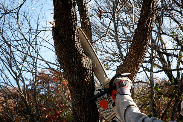 Best Tree Removal  in Soquel, CA