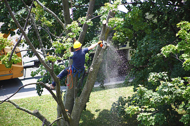  Soquel, CA Tree Services Pros