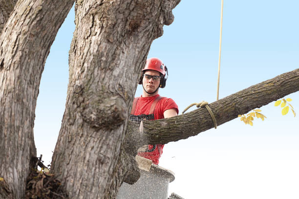 Best Tree Preservation Services  in Soquel, CA